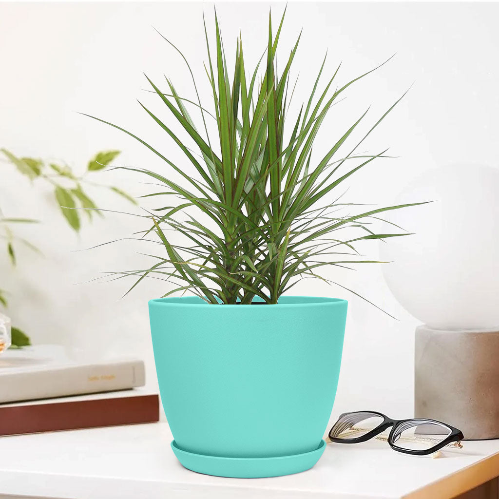 Marginata Plant with Decorative Planter - Land Secret