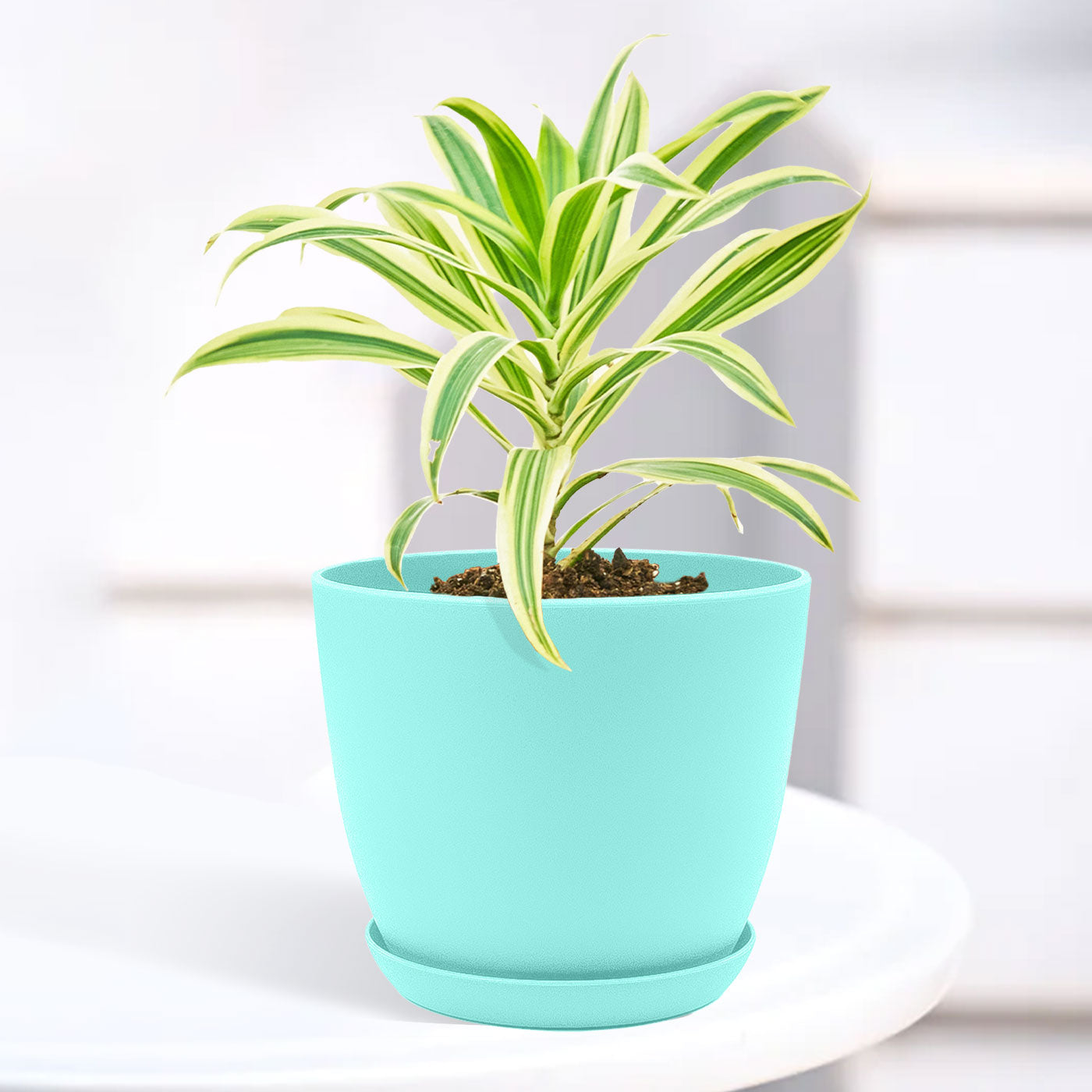 Song of India Plant with Decorative Planter - Land Secret