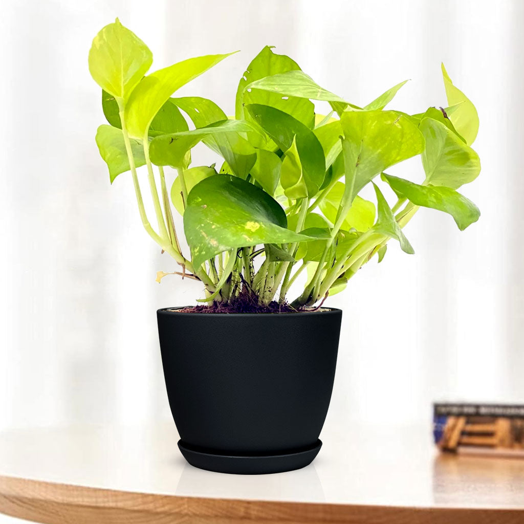 money climber plants Golden Money Plant Variegated with Decorative Planter