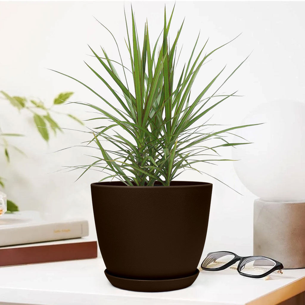 Marginata Plant with Decorative Planter - Land Secret