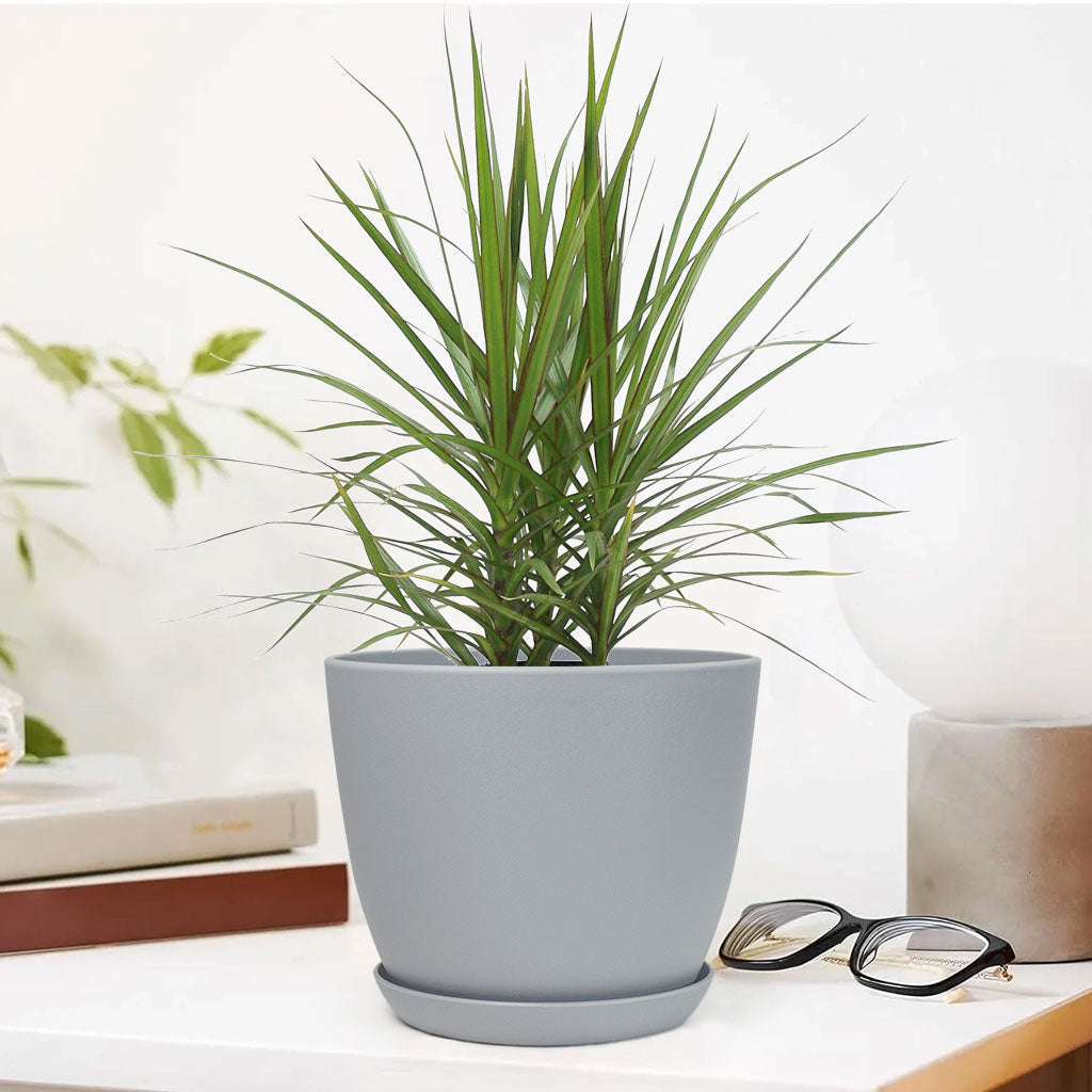 Marginata Plant with Decorative Planter - Land Secret