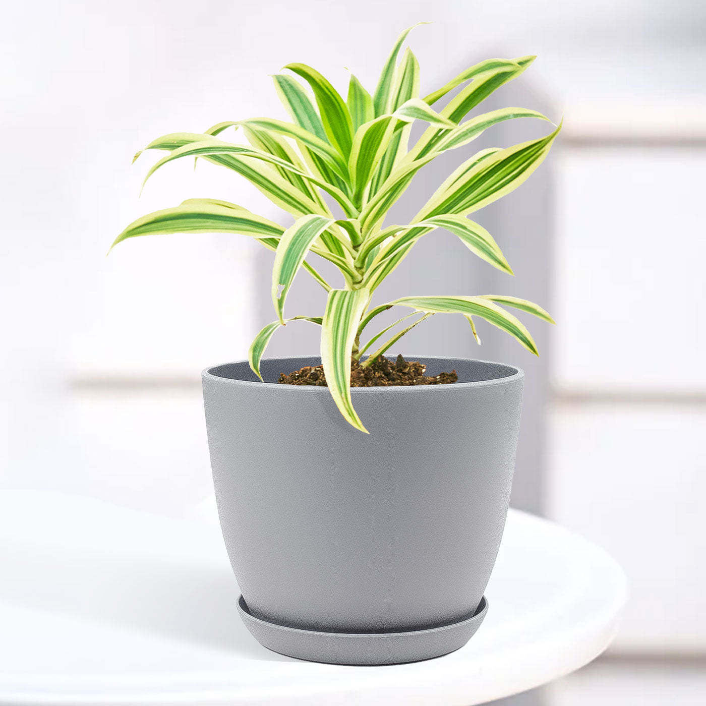 Song of India Plant with Decorative Planter - Land Secret