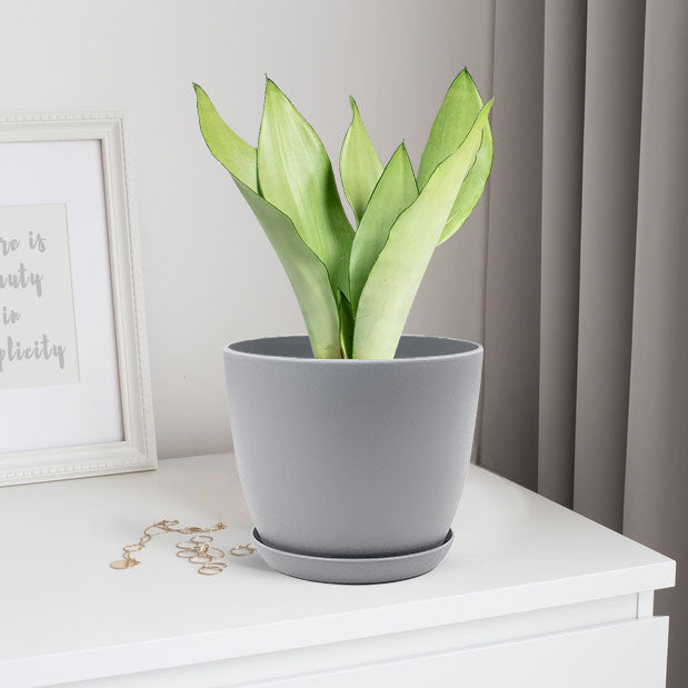 snake plant air purifier Sansevieria Moonshine - Snake Plant with Pot | Low Maintenance Air Purifier