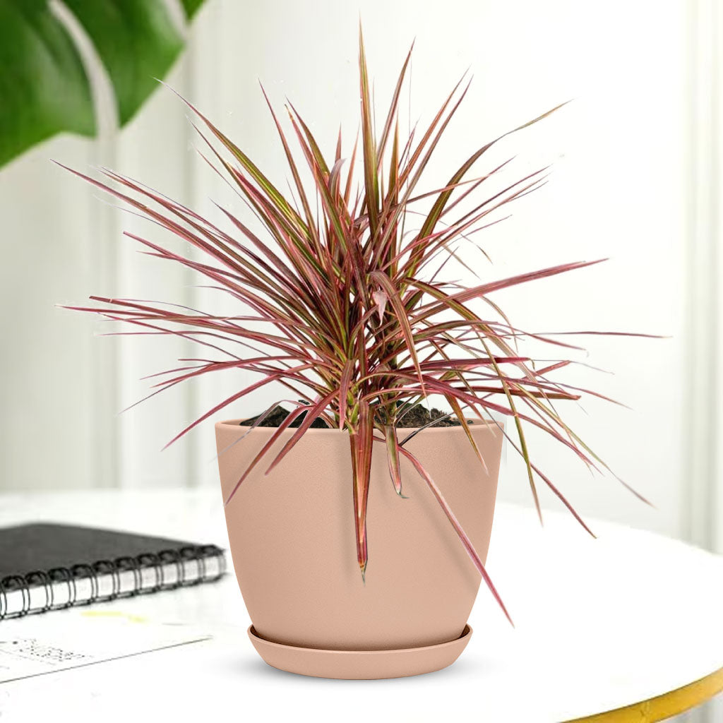 Marginata Plant with Decorative Planter - Land Secret