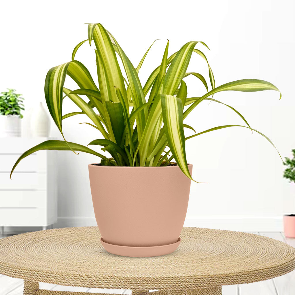 Spider Plant with Decorative Planter - Land Secret
