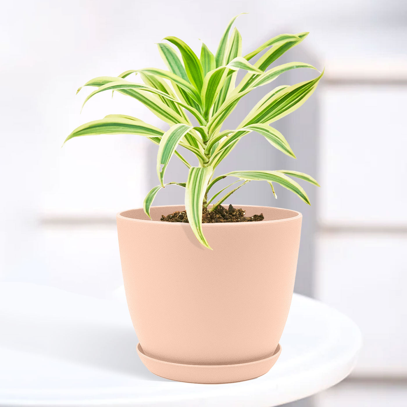 Song of India Plant with Decorative Planter - Land Secret