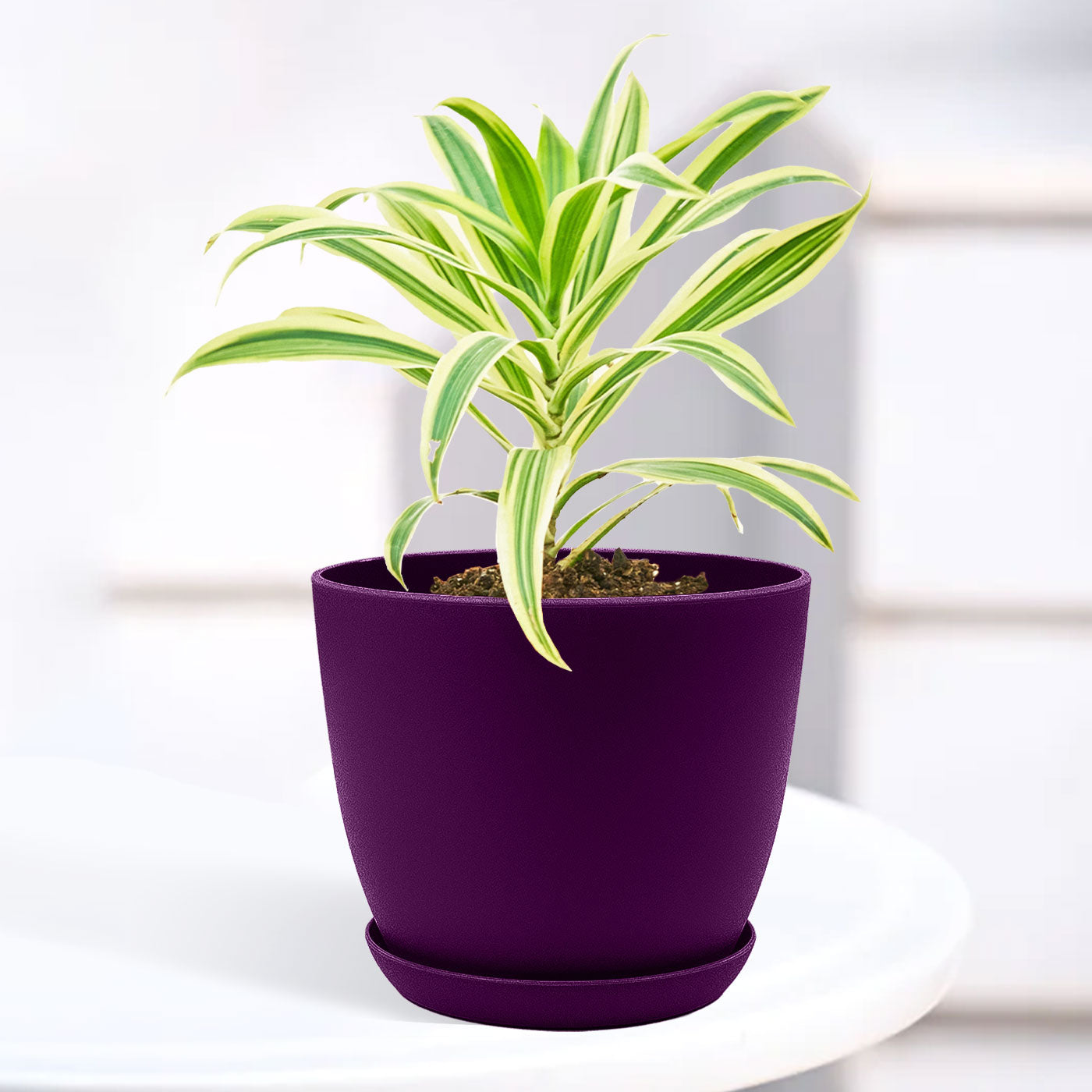 Song of India Plant with Decorative Planter - Land Secret