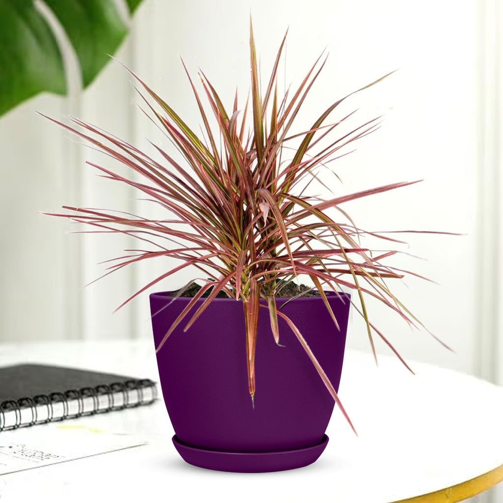 Marginata Plant with Decorative Planter - Land Secret