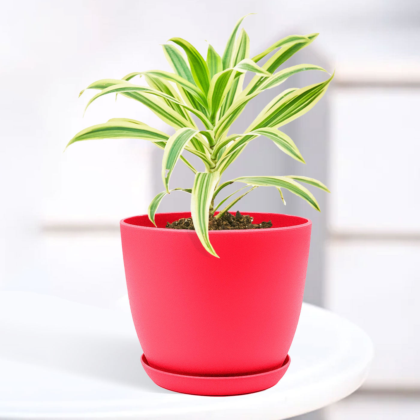 Song of India Plant with Decorative Planter - Land Secret