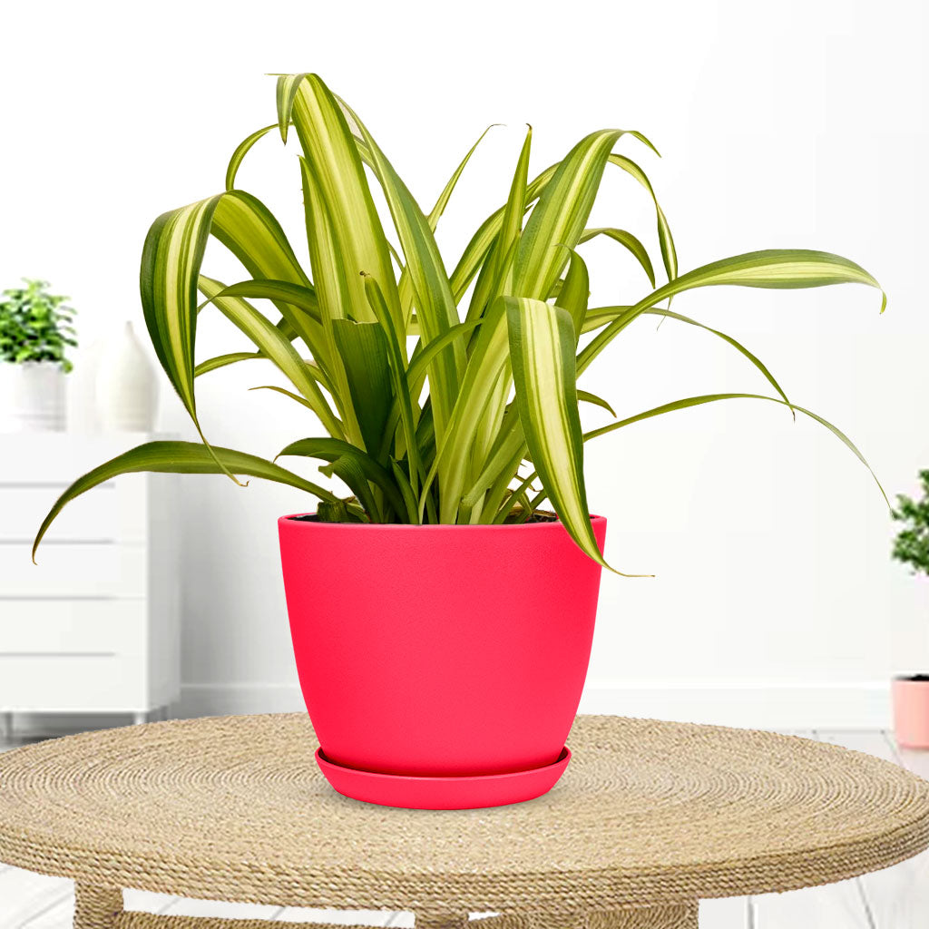 Spider Plant with Decorative Planter - Land Secret