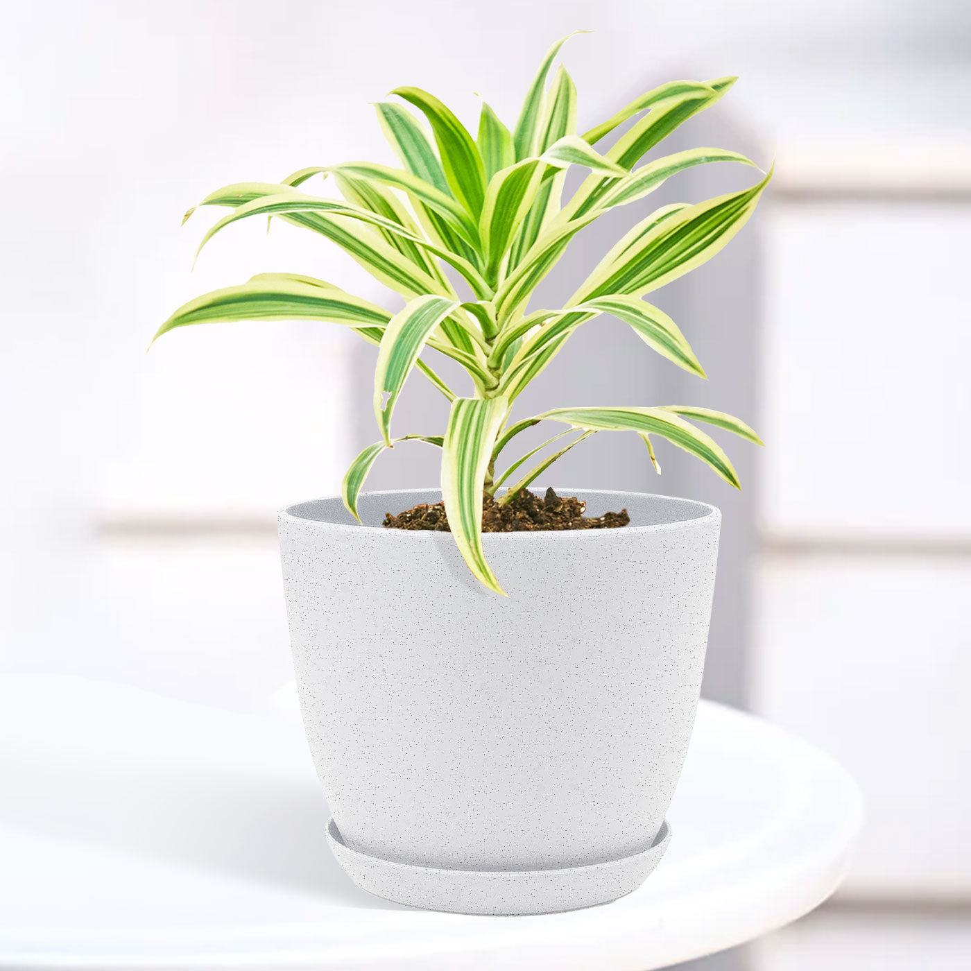 Song of India Plant with Decorative Planter - Land Secret