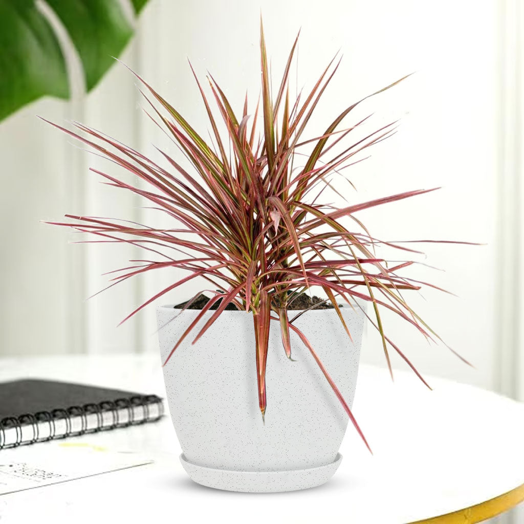 Marginata Plant with Decorative Planter - Land Secret