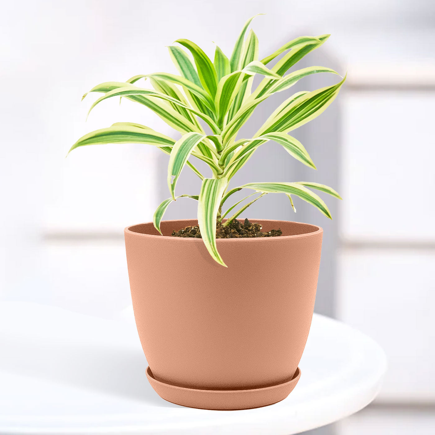 Song of India Plant with Decorative Planter - Land Secret