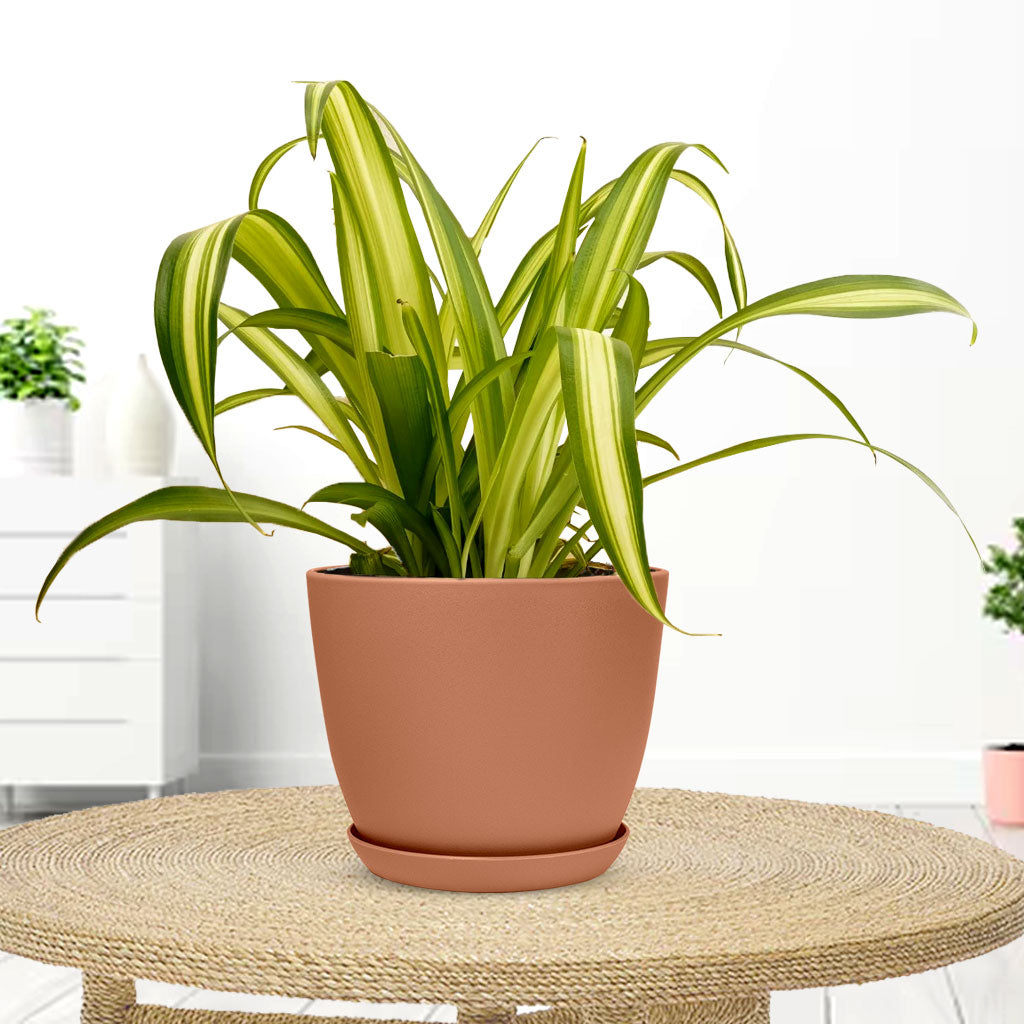 Spider Plant with Decorative Planter - Land Secret