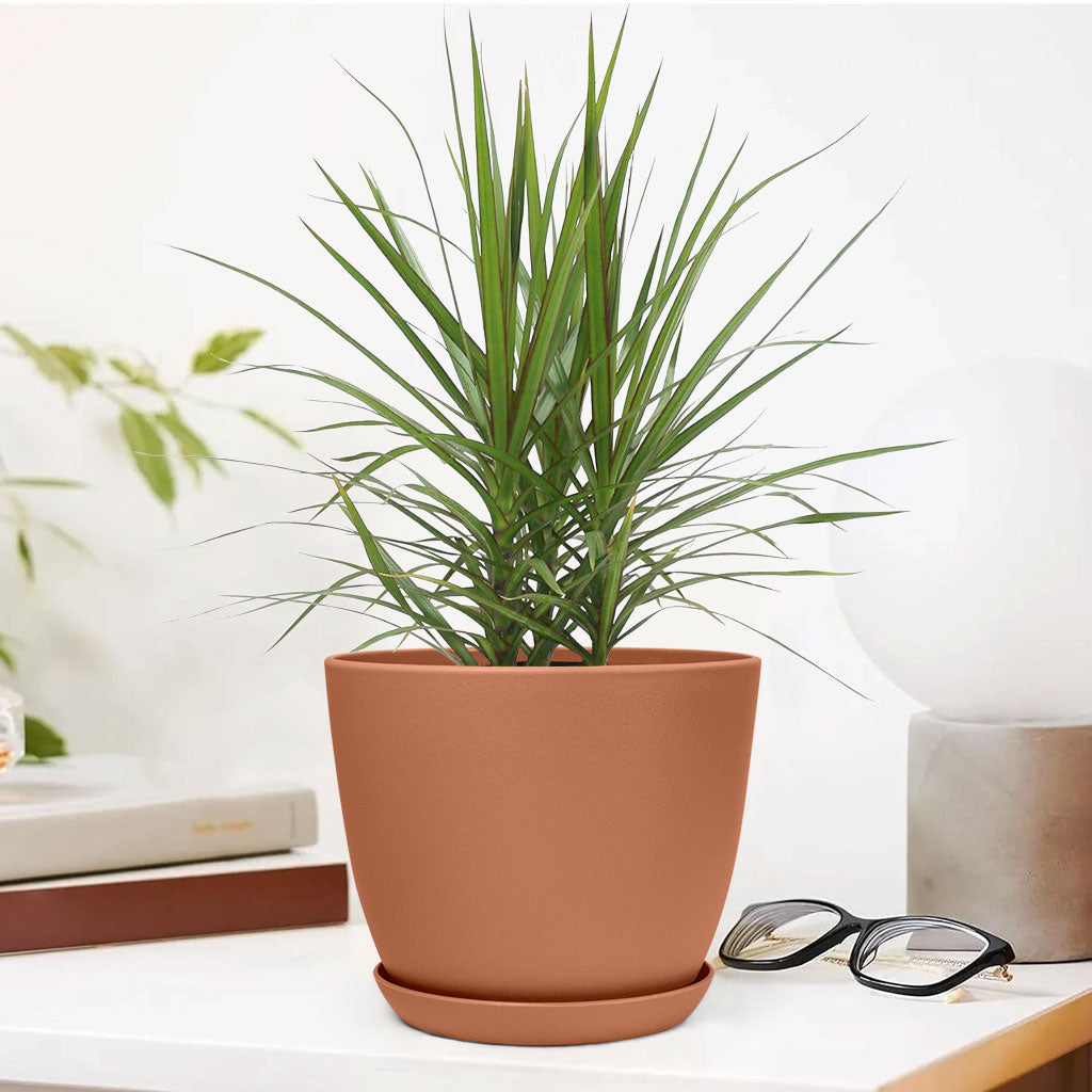 Marginata Plant with Decorative Planter - Land Secret