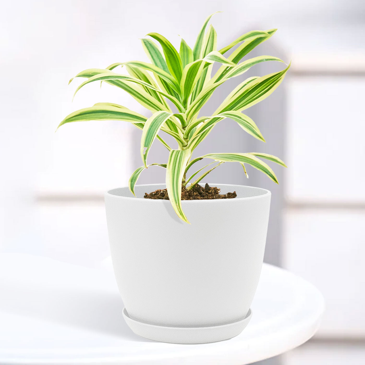 Song of India Plant with Decorative Planter - Land Secret