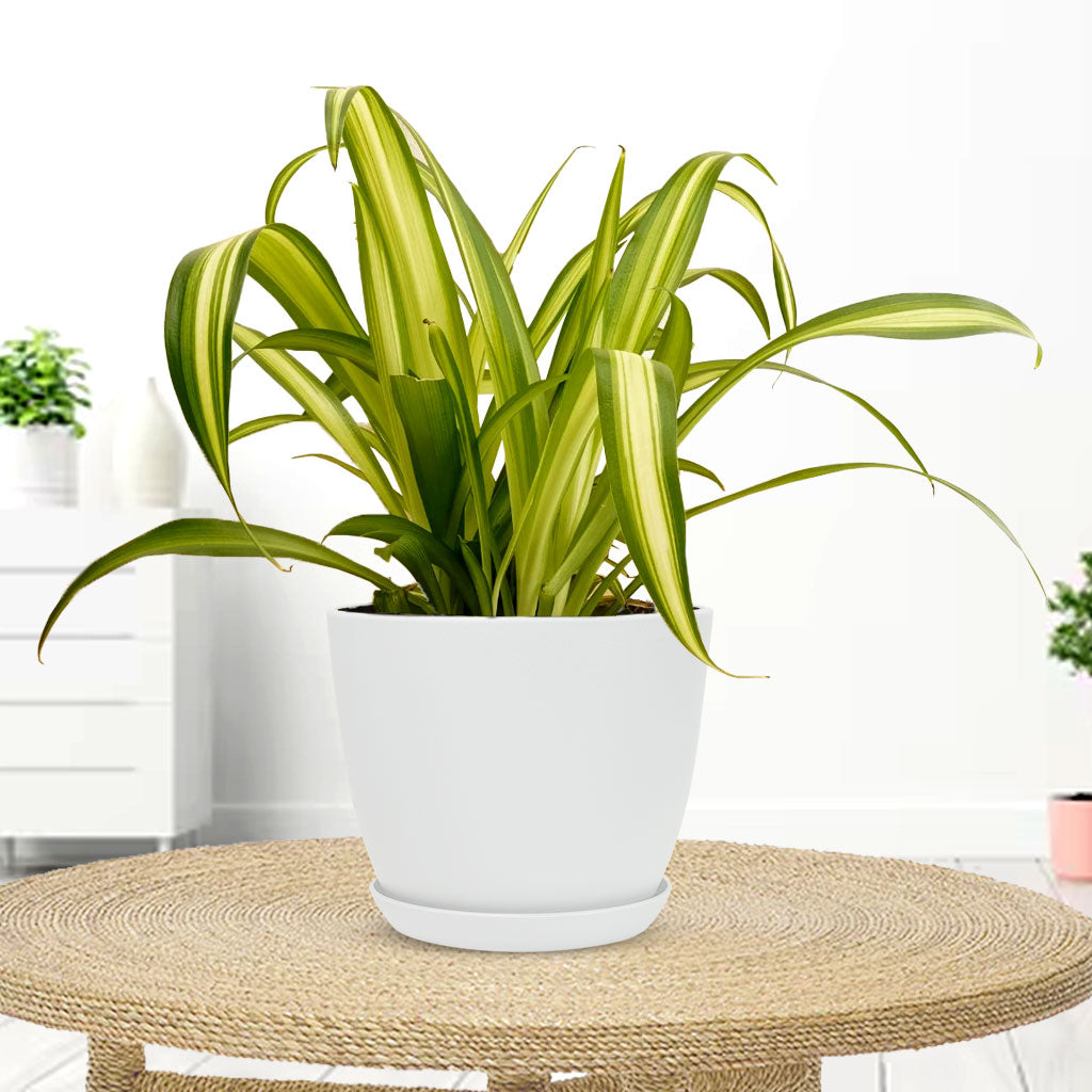 Spider Plant with Decorative Planter - Land Secret