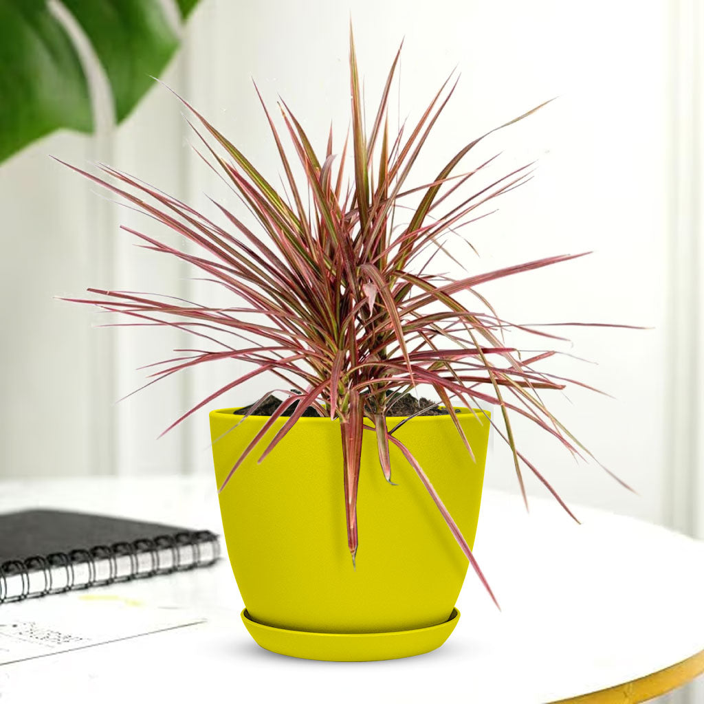 Marginata Plant with Decorative Planter - Land Secret