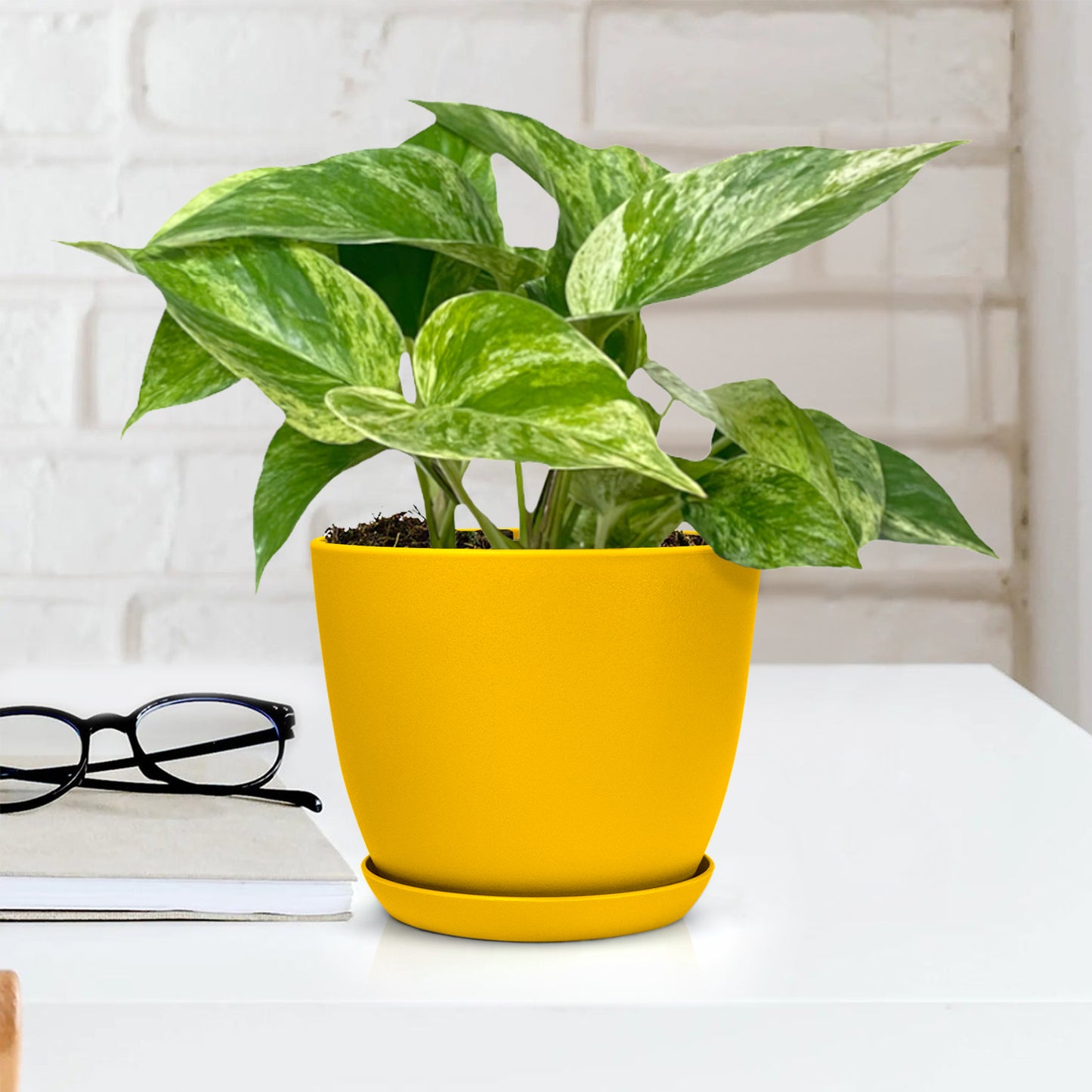 Marble Money Plant with Decorative Planter - Land Secret