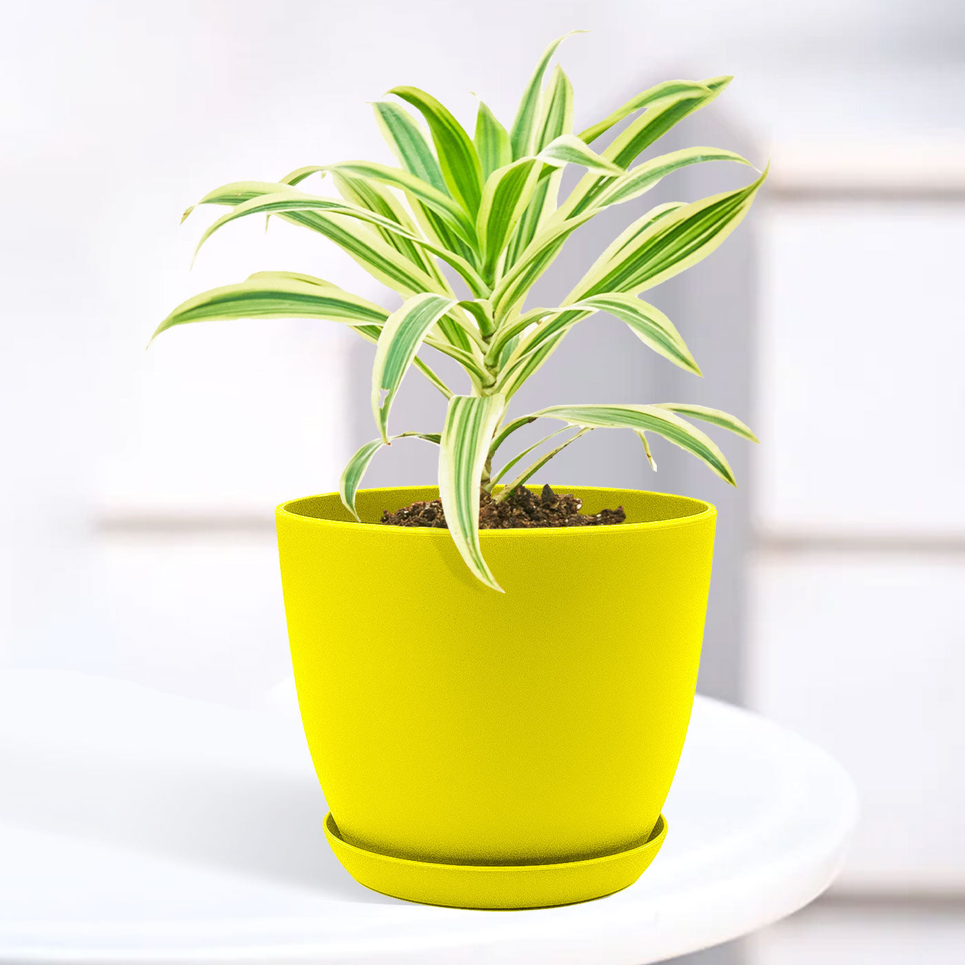 Song of India Plant with Decorative Planter - Land Secret
