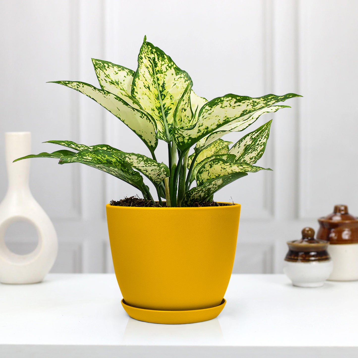 Aglaonema Chinese Evergreen Plant with Decorative Planter - Land Secret