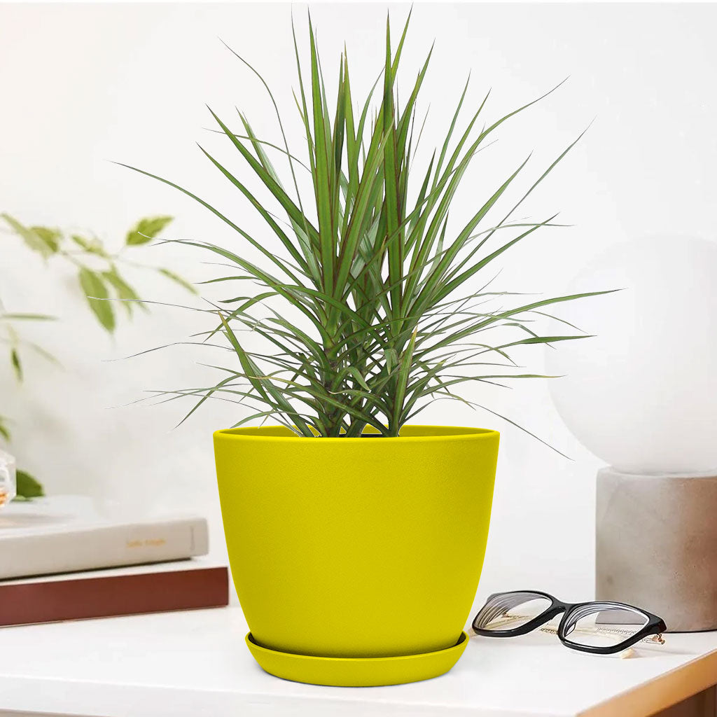 Marginata Plant with Decorative Planter - Land Secret