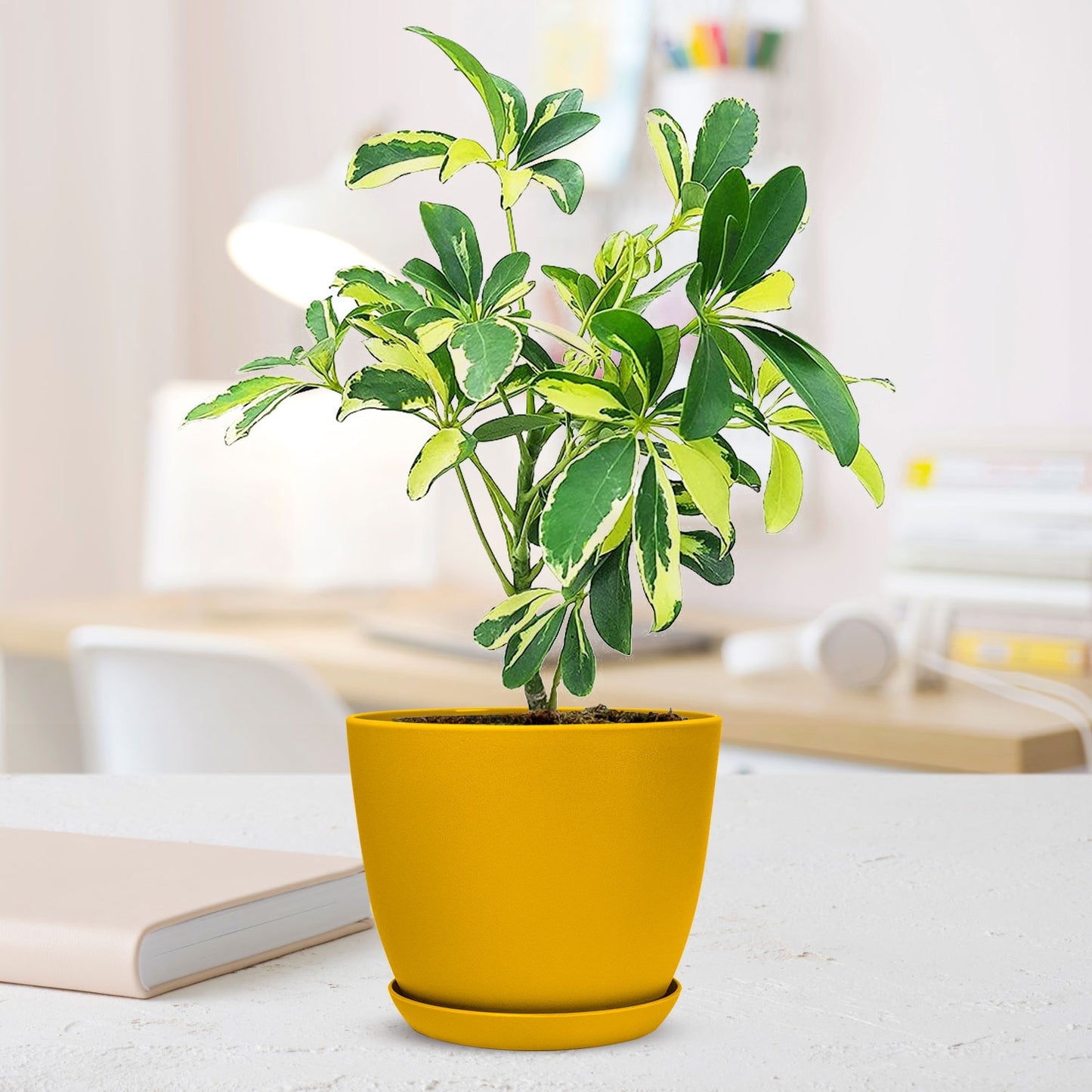 Schefflera Variegated Plant with Decorative Planter - Land Secret