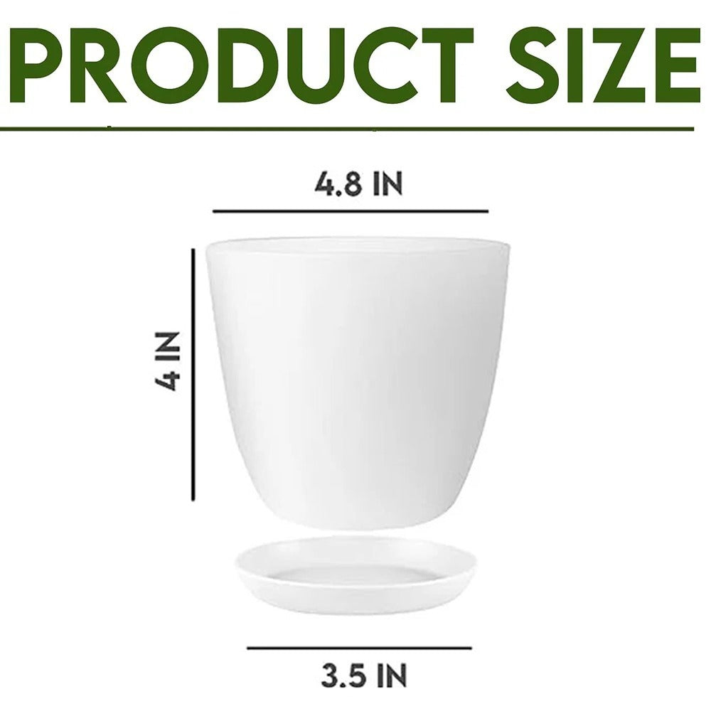 pot size for money plant Buy Money Plant Variegated with Decorative Planter