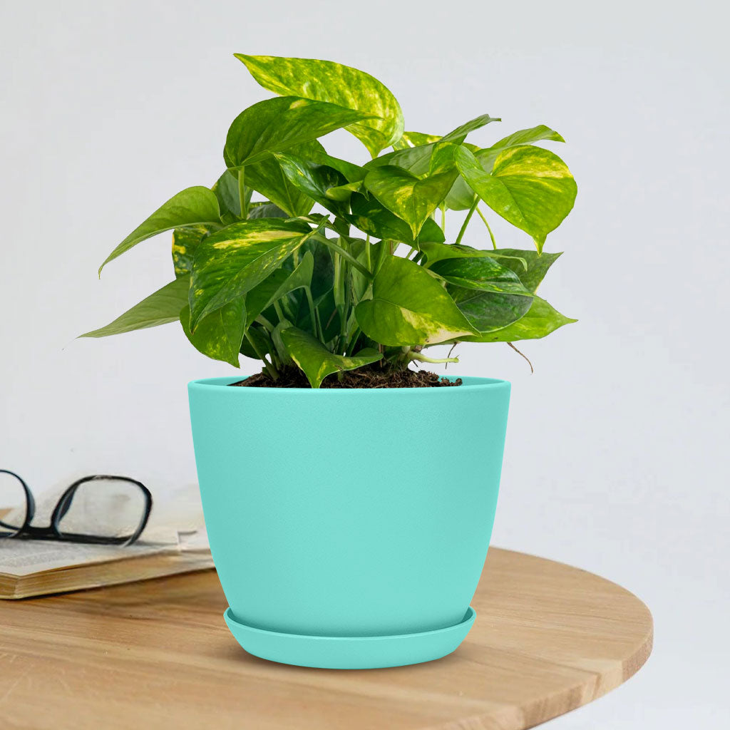 money plant in blue pot Buy Money Plant Variegated with Decorative Planter