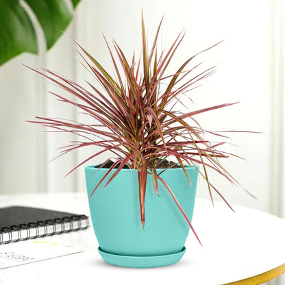 Marginata Plant with Decorative Planter - Land Secret