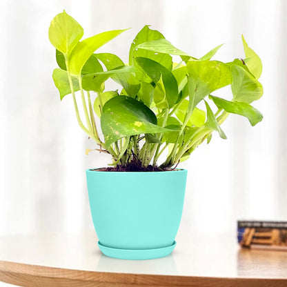 golden money plant care Golden Money Plant Variegated with Decorative Planter