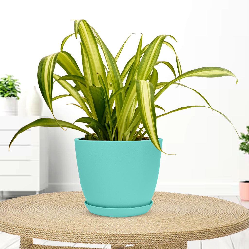 Spider Plant with Decorative Planter - Land Secret