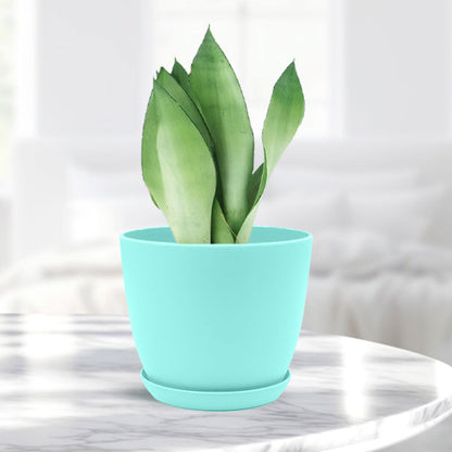 Sansevieria moonshine with Decorative Planter - Land Secret