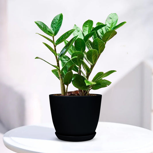 ZZ Plant - Zamioculcas zamiifolia with Decorative Planter - Land Secret