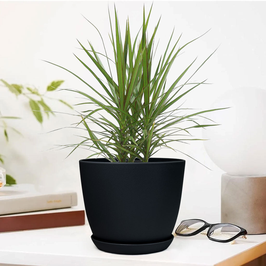 Marginata Plant with Decorative Planter - Land Secret