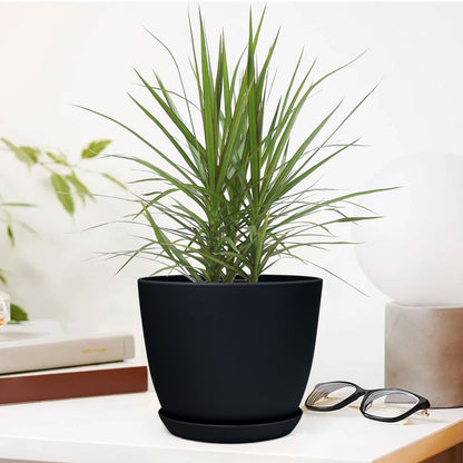 Marginata Plant with Decorative Planter - Land Secret