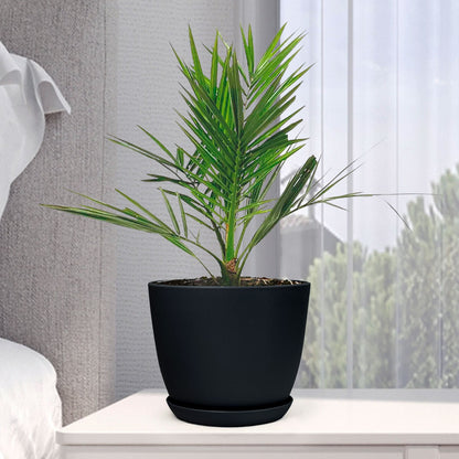 Phoenix Canariensis with Decorative Planter - Land Secret