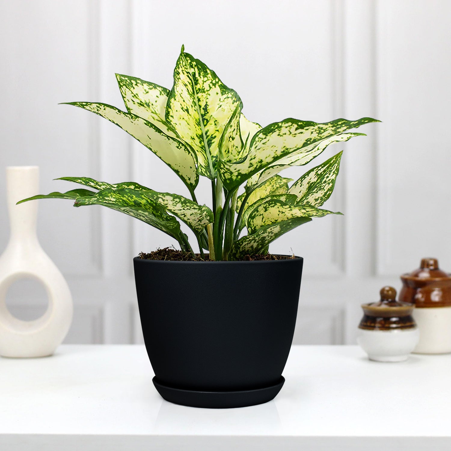 Aglaonema Chinese Evergreen: Beautiful & Air-Purifying