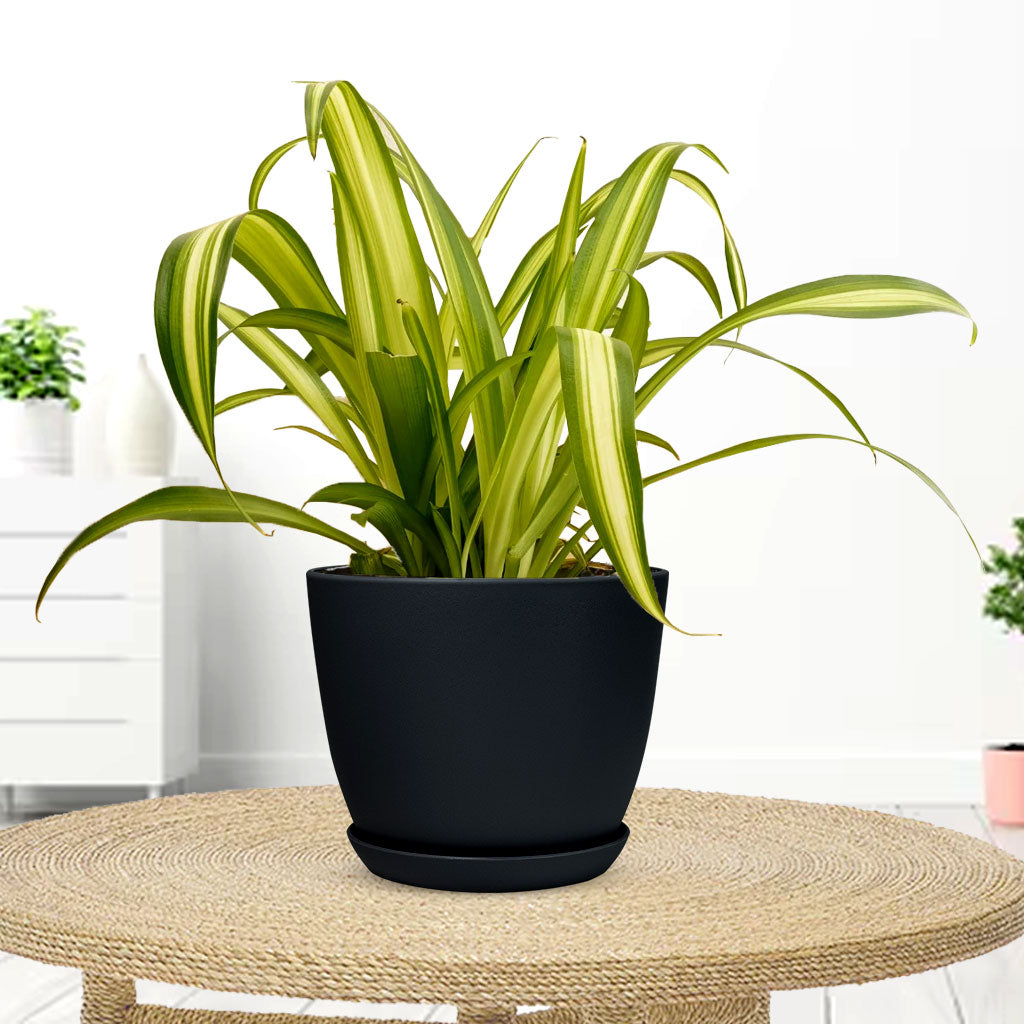 Spider Plant with Decorative Planter - Land Secret