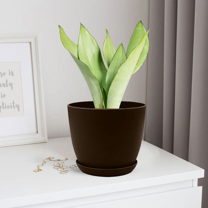 Sansevieria moonshine with Decorative Planter - Land Secret