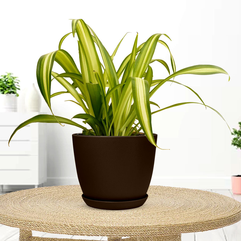 Spider Plant with Decorative Planter - Land Secret