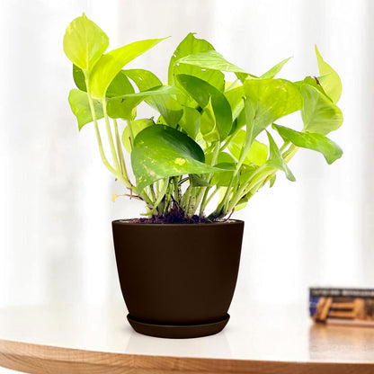 golden money plant Golden Money Plant Variegated with Decorative Planter