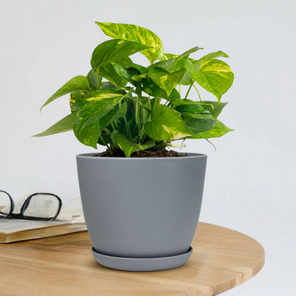 money plant wale Buy Money Plant Variegated with Decorative Planter