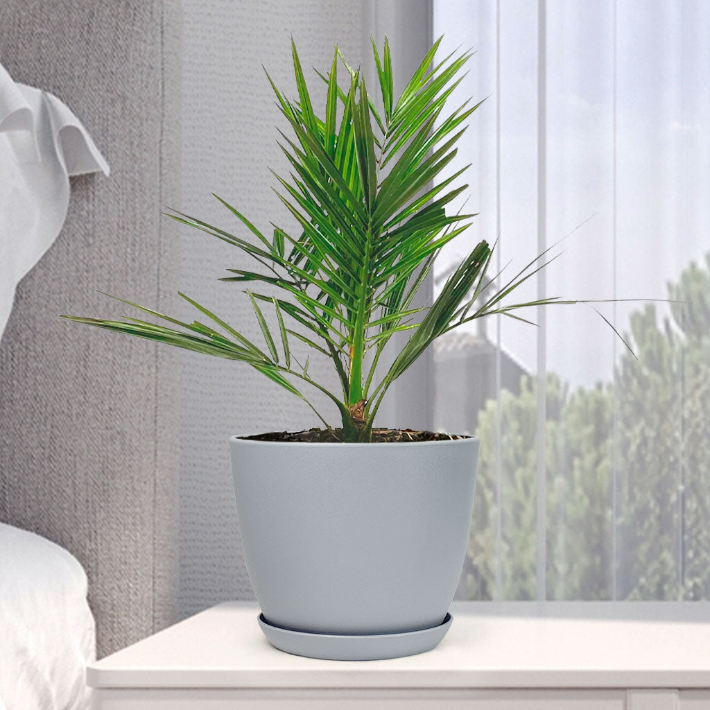 Phoenix Canariensis with Decorative Planter - Land Secret