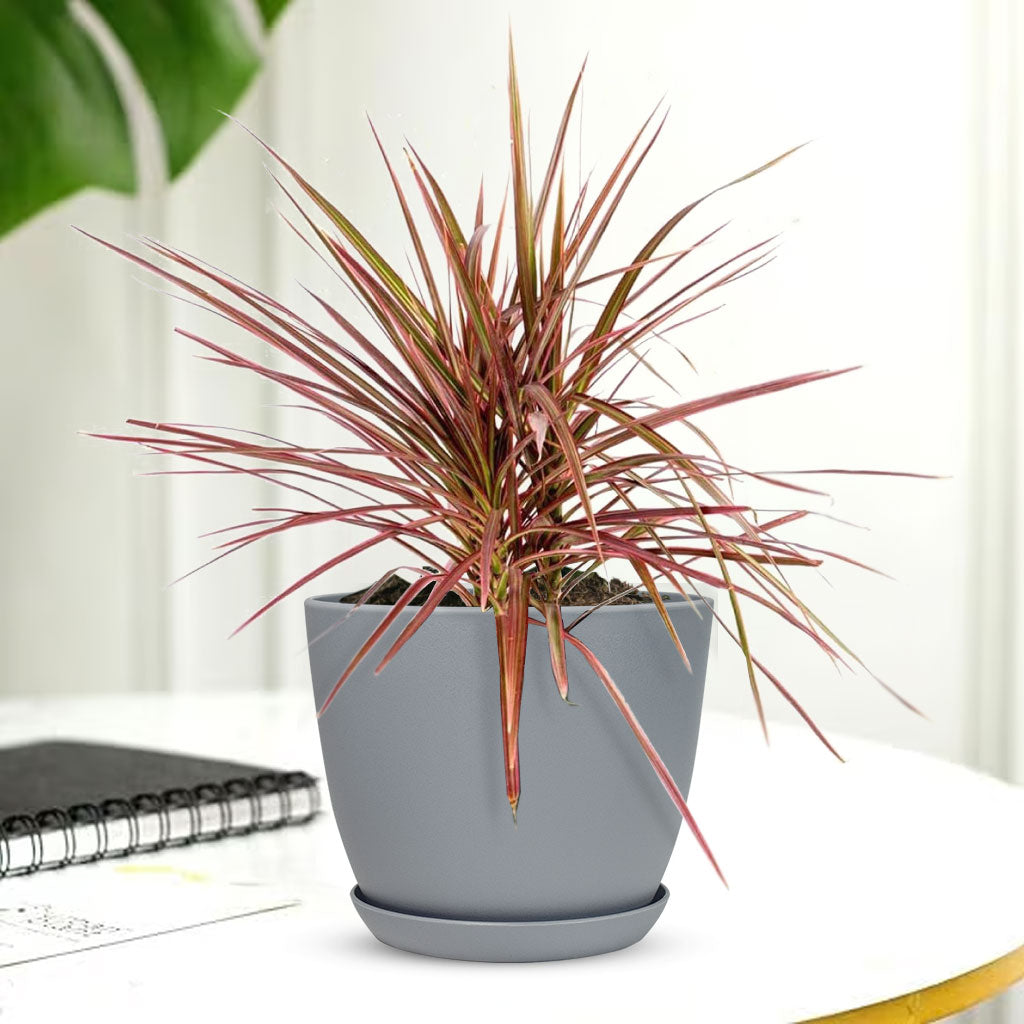 Marginata Plant with Decorative Planter - Land Secret