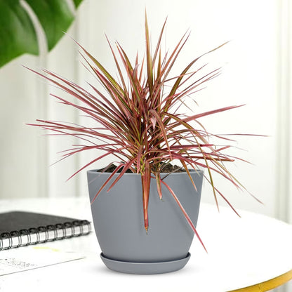 Marginata Plant with Decorative Planter - Land Secret