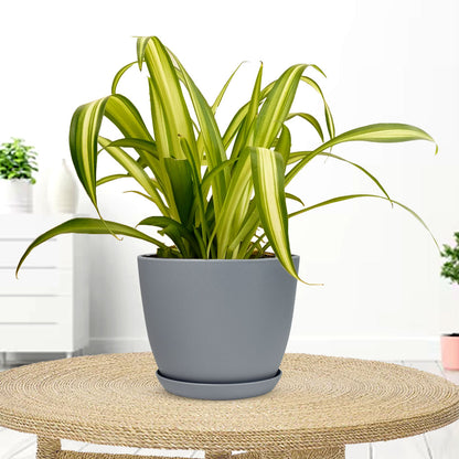 Spider Plant with Decorative Planter - Land Secret