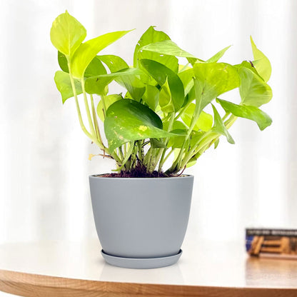 money plant in small pot Golden Money Plant Variegated with Decorative Planter
