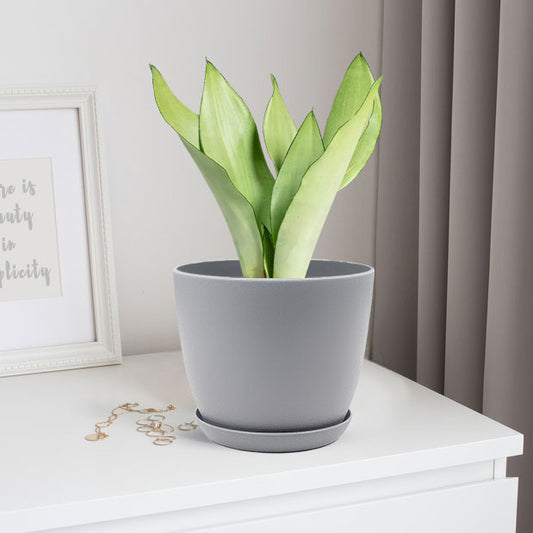 Sansevieria moonshine with Decorative Planter - Land Secret