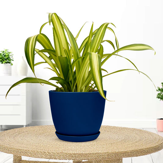 Spider Plant with Decorative Planter - Land Secret